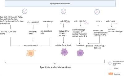 Role of MicroRNA in linking diabetic retinal neurodegeneration and vascular degeneration